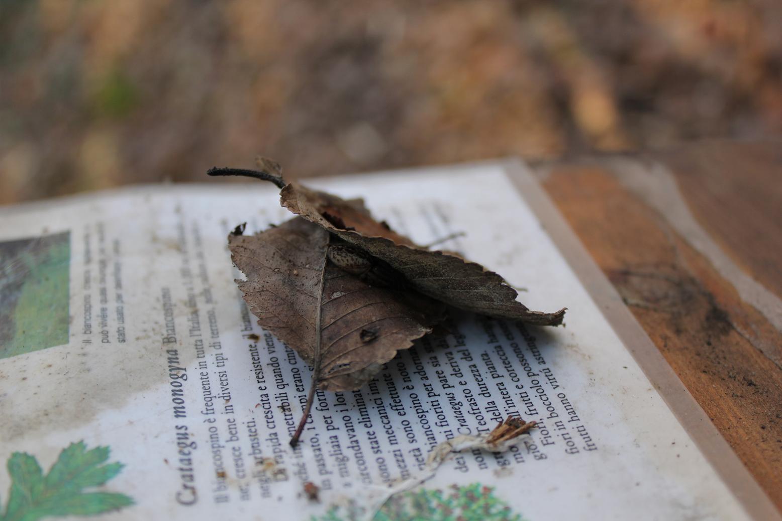 Segestria sp.